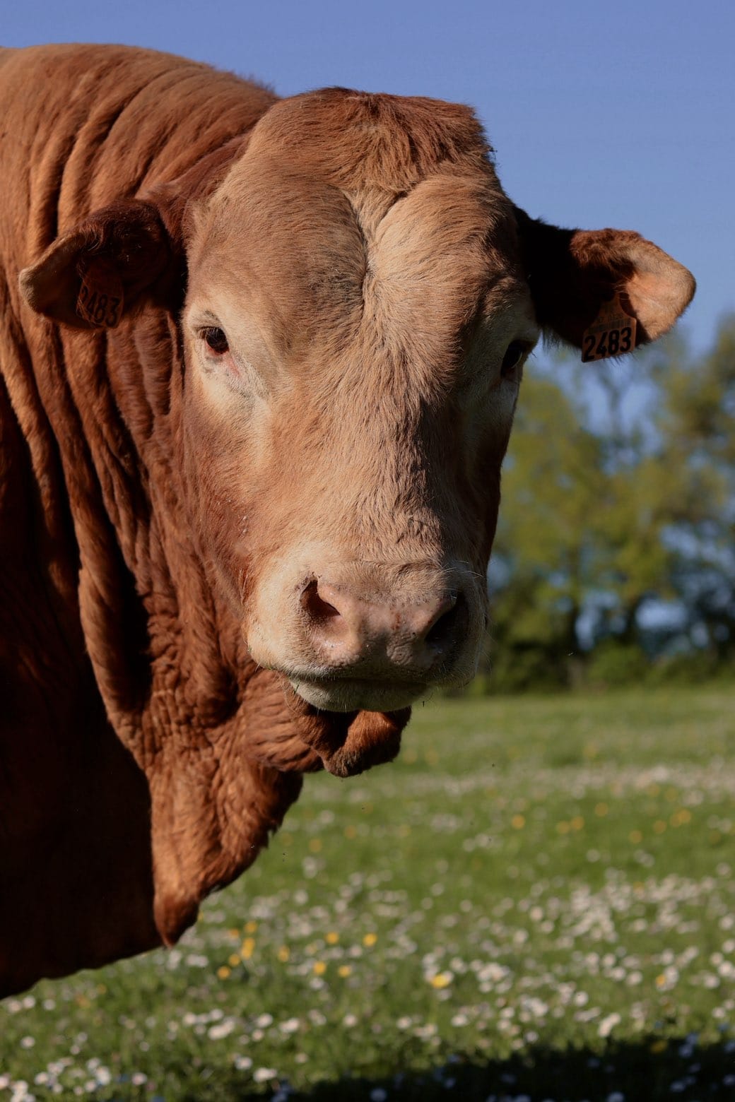 Portrait de Jobard dans le pré